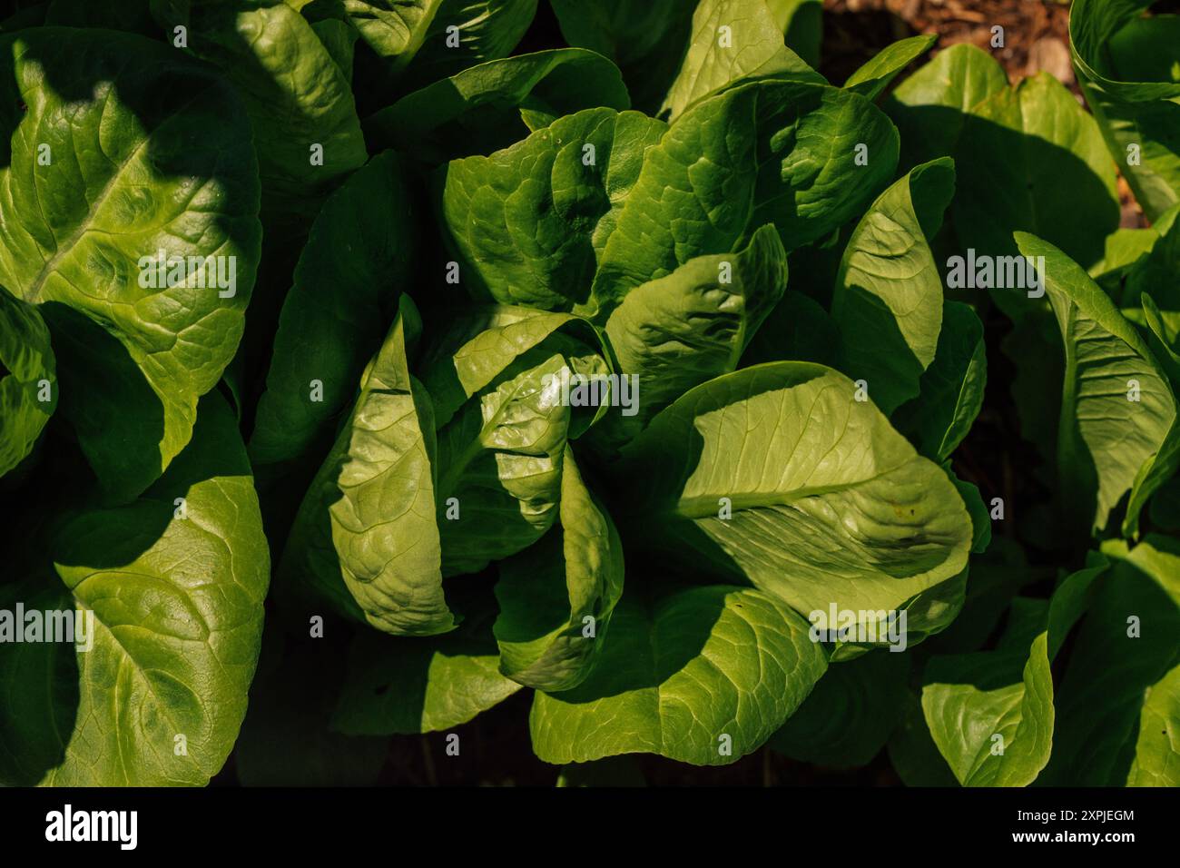 gros plan de la plante de laitue dans le jardin Banque D'Images
