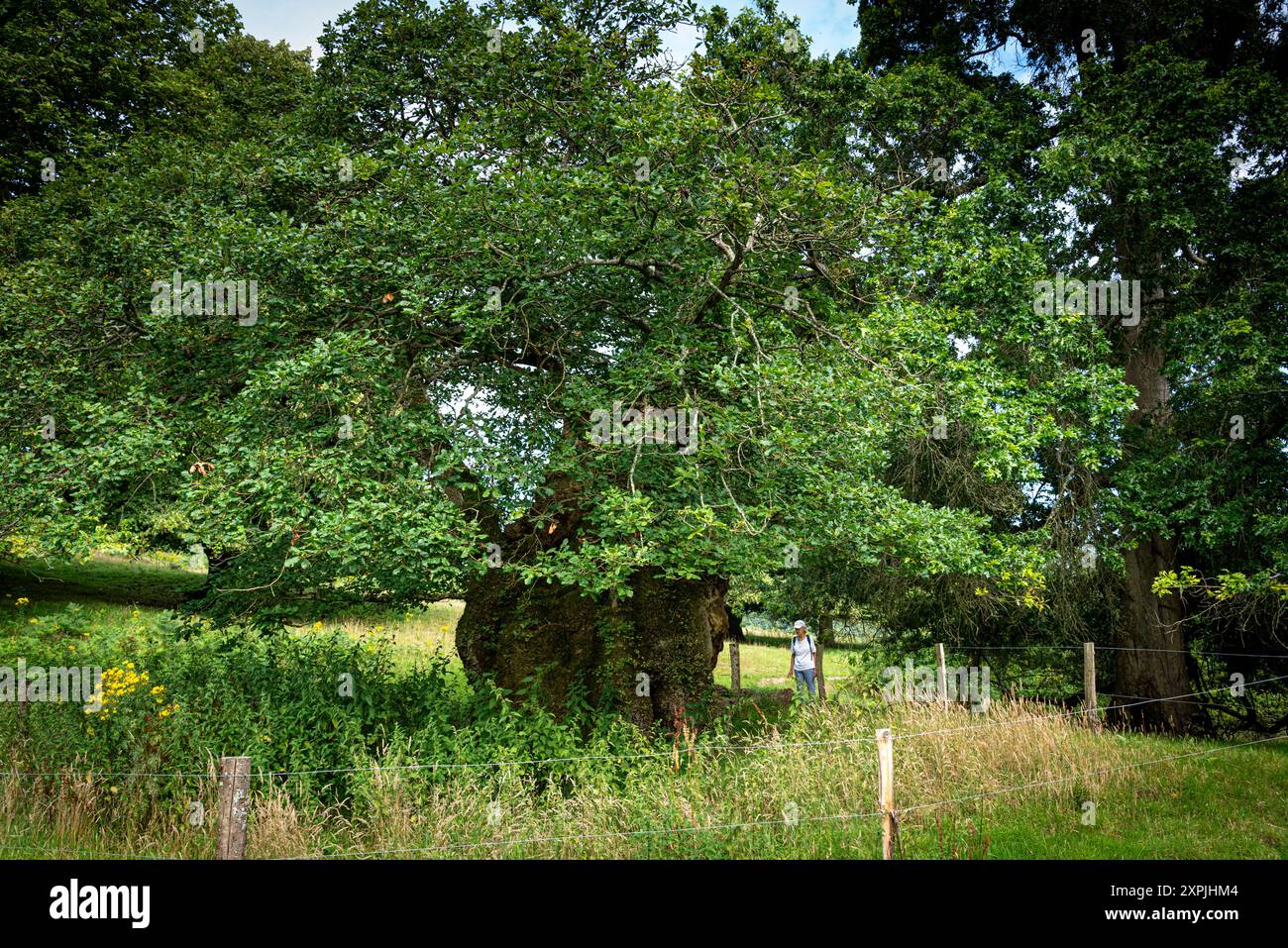 Connue sous le nom de Queen Elizabeth Oak-selon la légende, la Reine Elizabeth I se tenait près de l'arbre avec une flèche prête dans son arc attendant qu'un cerf soit conduit Banque D'Images