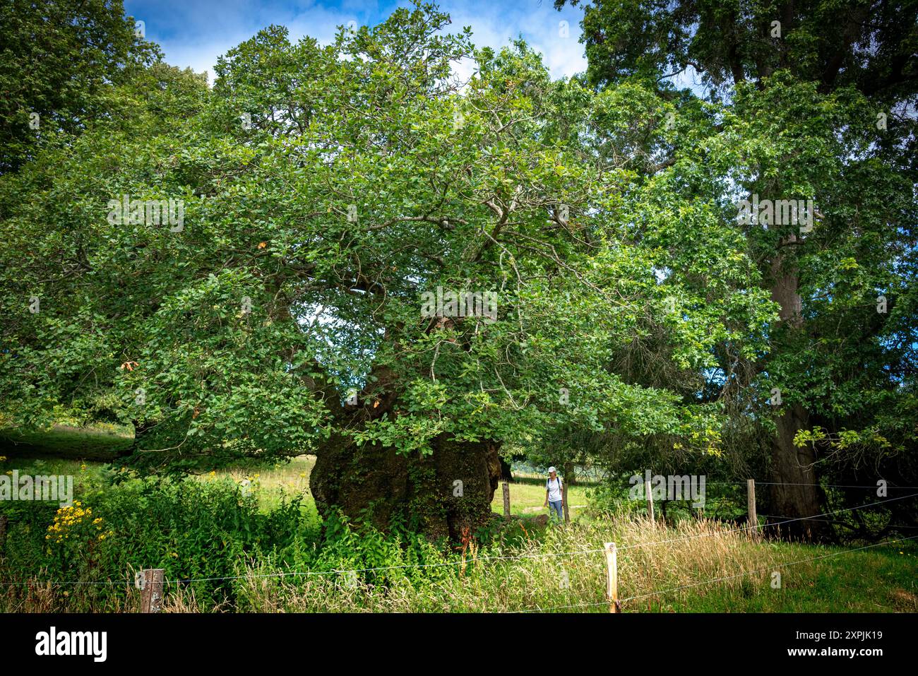 Connue sous le nom de Queen Elizabeth Oak-selon la légende, la Reine Elizabeth I se tenait près de l'arbre avec une flèche prête dans son arc attendant qu'un cerf soit conduit Banque D'Images
