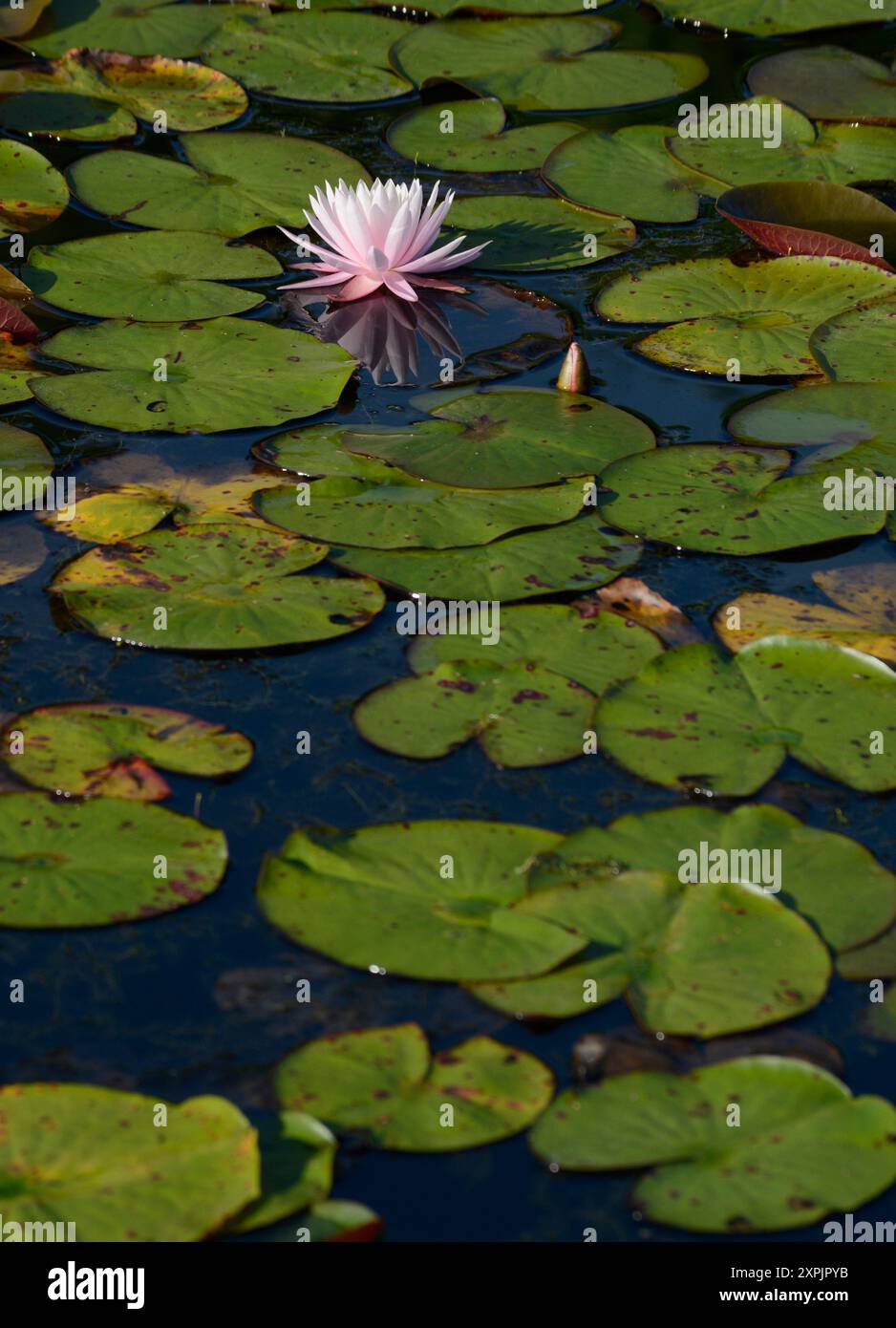 Nénuphars (Nymphaea nouchali) poussant dans un étang dans un parc public à Flat Rock, Caroline du Nord. Banque D'Images