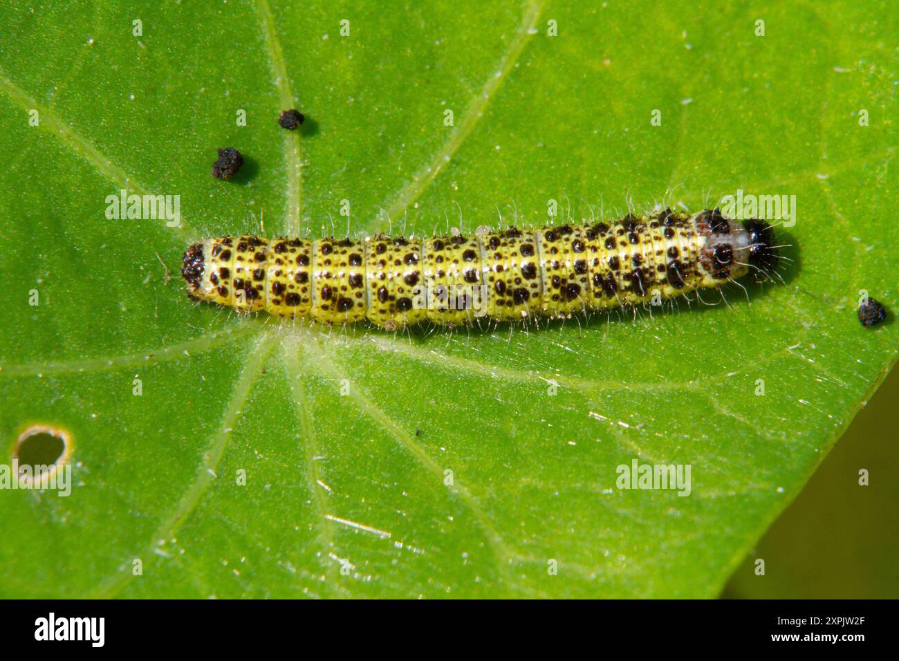 Chenille de grande taille blanche, Pieris brassicae, sur feuille Banque D'Images