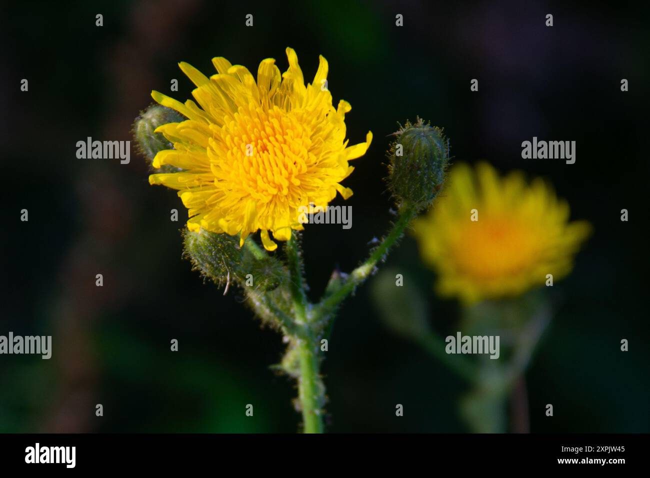 Deux fleurs jaunes de chardon Marie de champ, également connu sous le nom de chardon de champ Banque D'Images