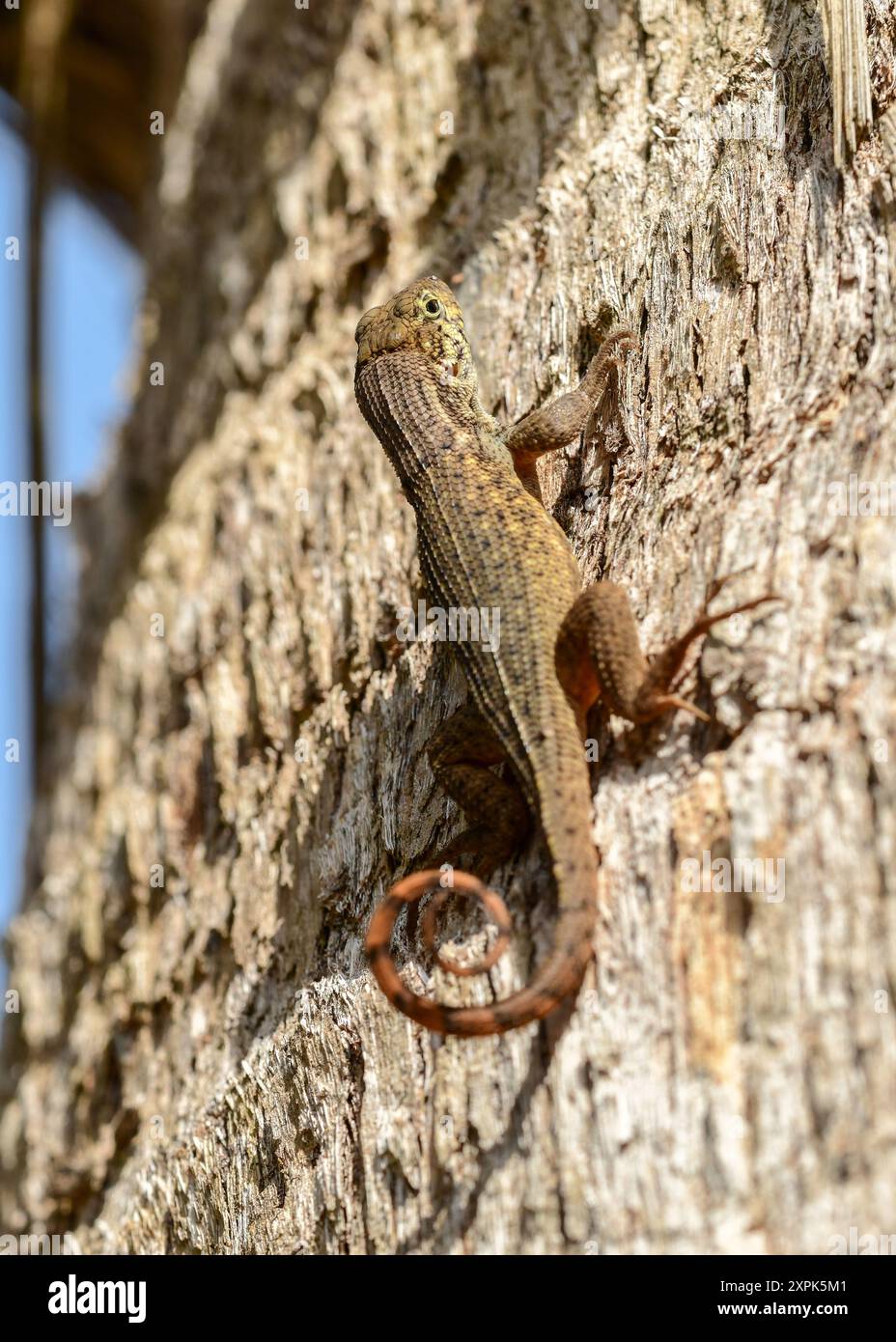 Lézard à queue bouclée du Nord Banque D'Images