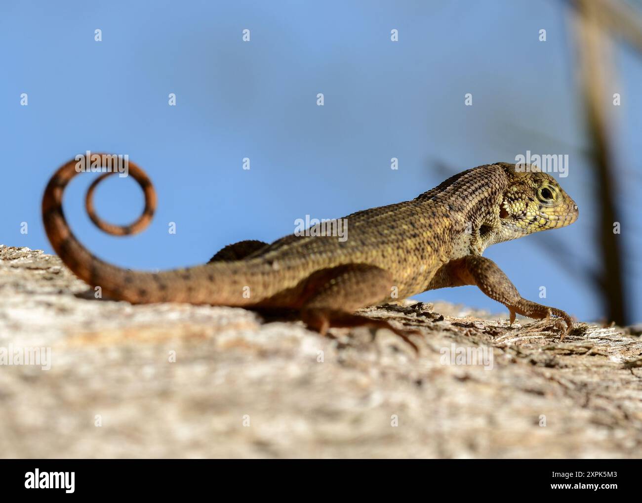 Lézard à queue bouclée du Nord Banque D'Images