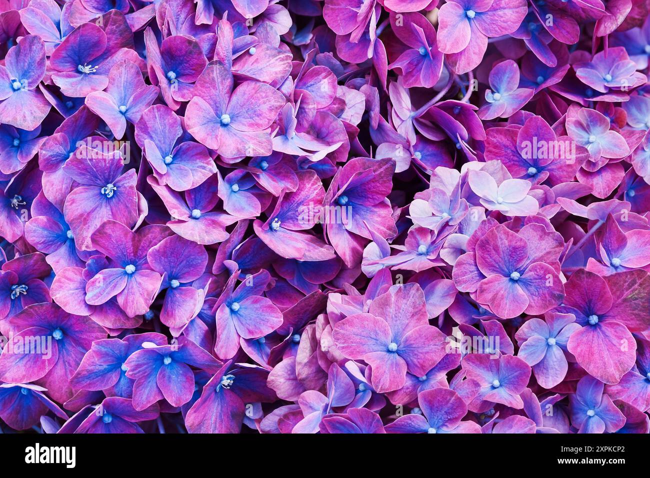 Fond de fleurs d'hortensias violettes. Fête des mères, Saint Valentin, concept de célébration d'anniversaire. Vue de dessus Banque D'Images
