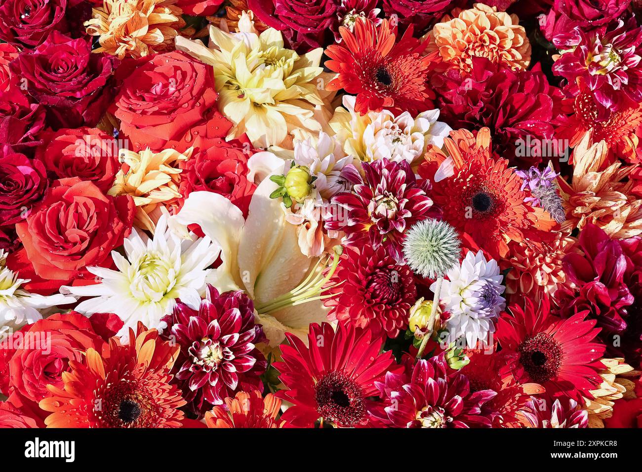 Fond de fleurs rouges et blanches. Fête des mères, Saint Valentin, concept de célébration d'anniversaire. Vue de dessus Banque D'Images