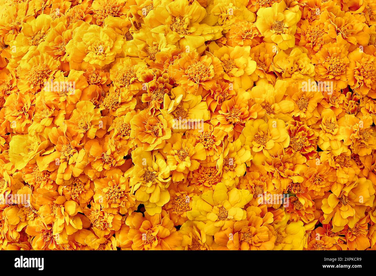 Fond de fleurs jaune Marigold. Fête des mères, Saint Valentin, concept de célébration d'anniversaire. Vue de dessus Banque D'Images