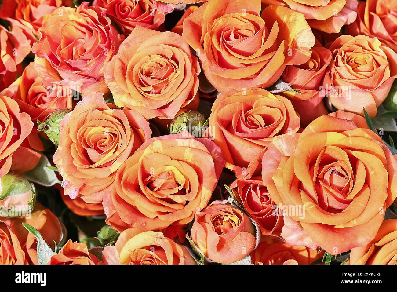 Fond de roses orange. Fête des mères, Saint Valentin, concept de célébration d'anniversaire. Vue de dessus Banque D'Images