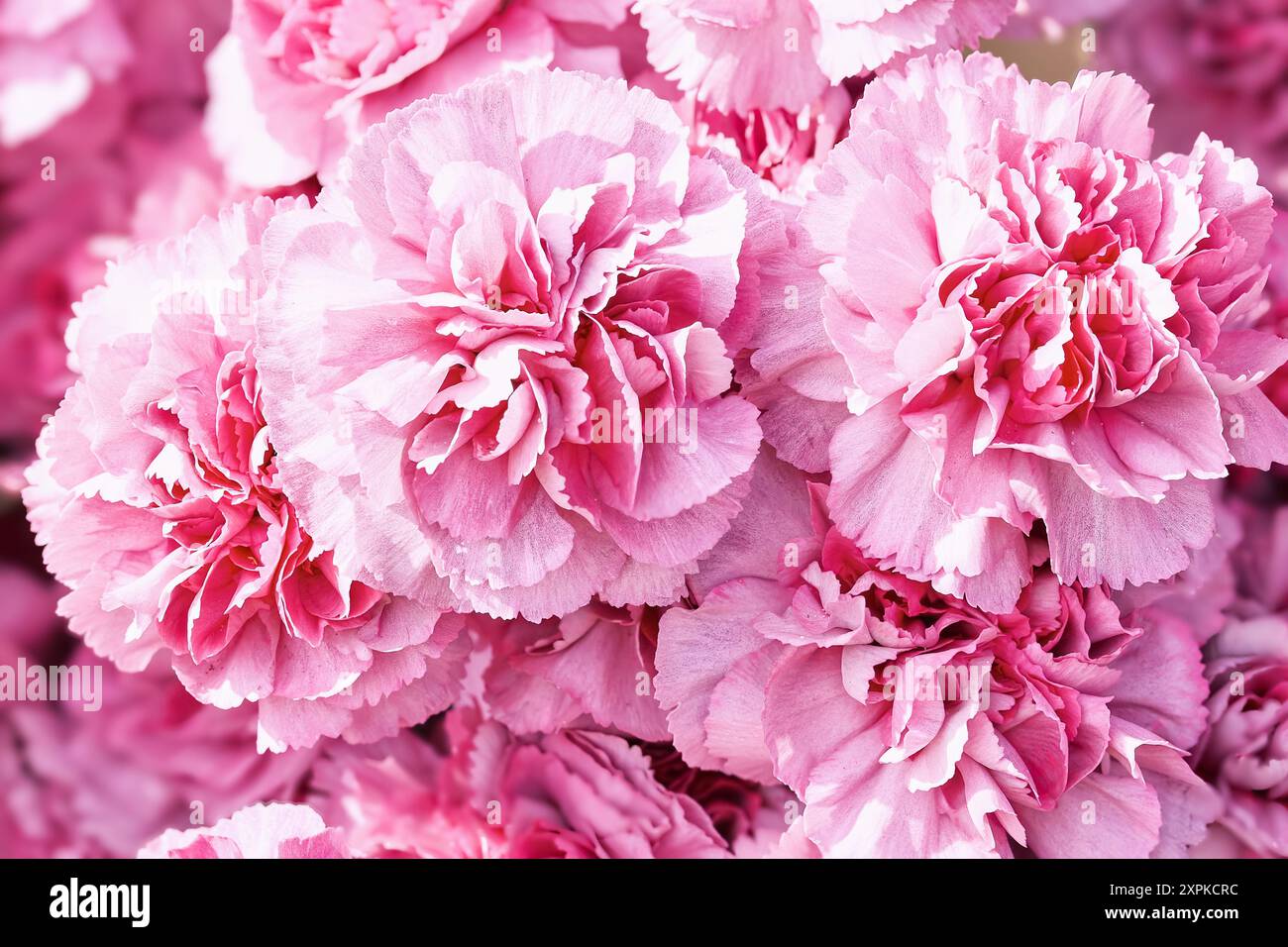 Fond de fleurs d'œillet rouge. Fête des mères, Saint Valentin, concept de célébration d'anniversaire. Vue de dessus Banque D'Images
