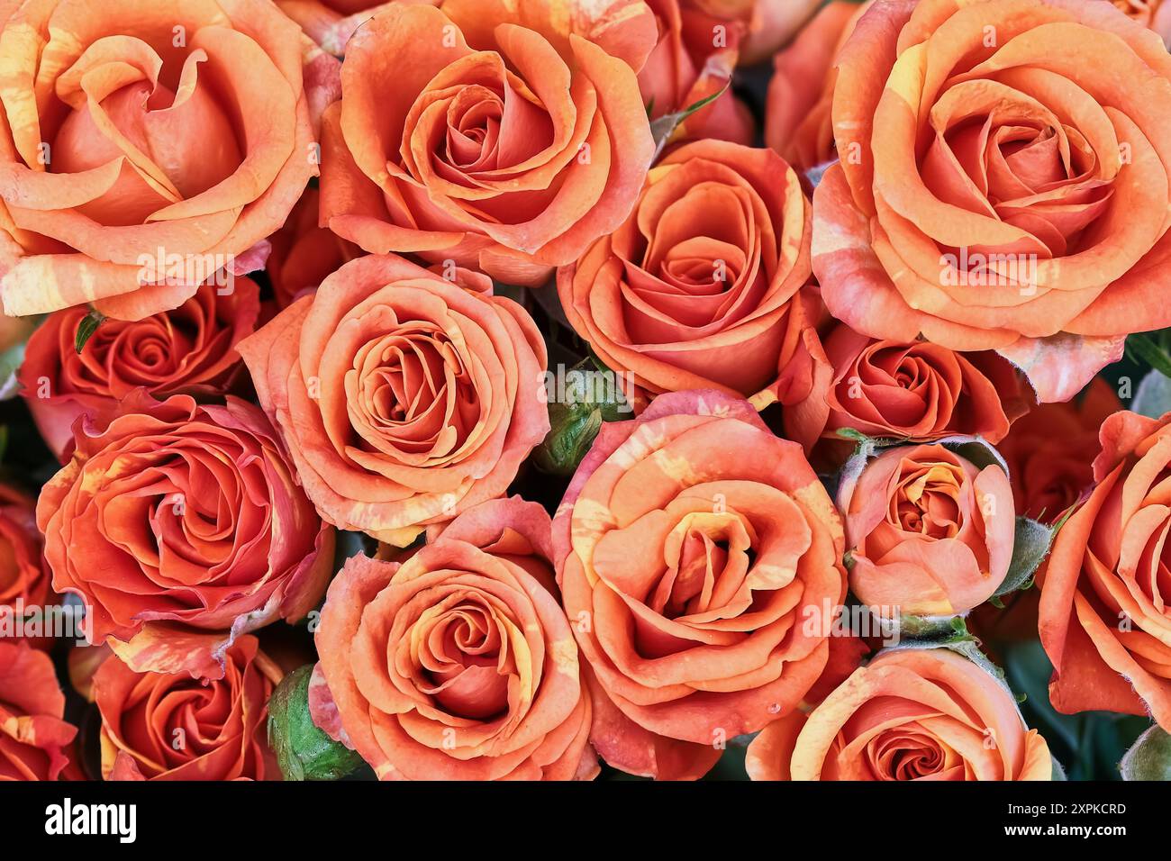 Fond de roses orange. Fête des mères, Saint Valentin, concept de célébration d'anniversaire. Vue de dessus Banque D'Images