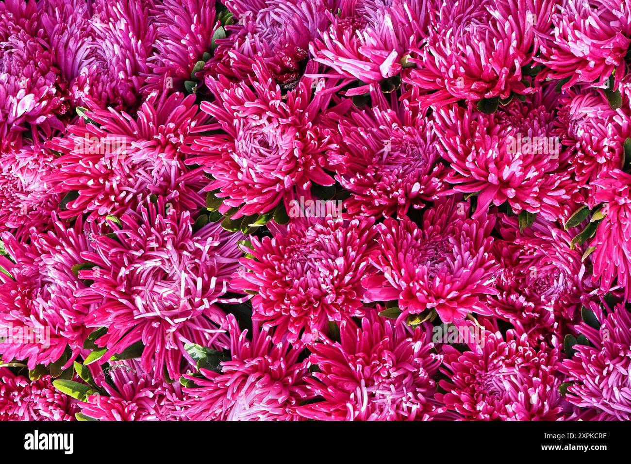 Fond de fleurs d'aster rose. Fête des mères, Saint Valentin, concept de célébration d'anniversaire. Vue de dessus Banque D'Images