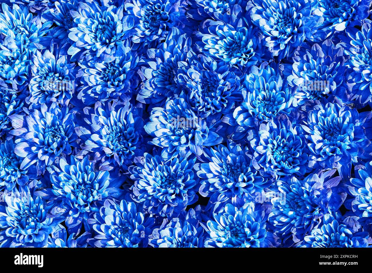 Fond bleu de fleurs de chrysanthème. Fête des mères, Saint Valentin, concept de célébration d'anniversaire. Vue de dessus Banque D'Images