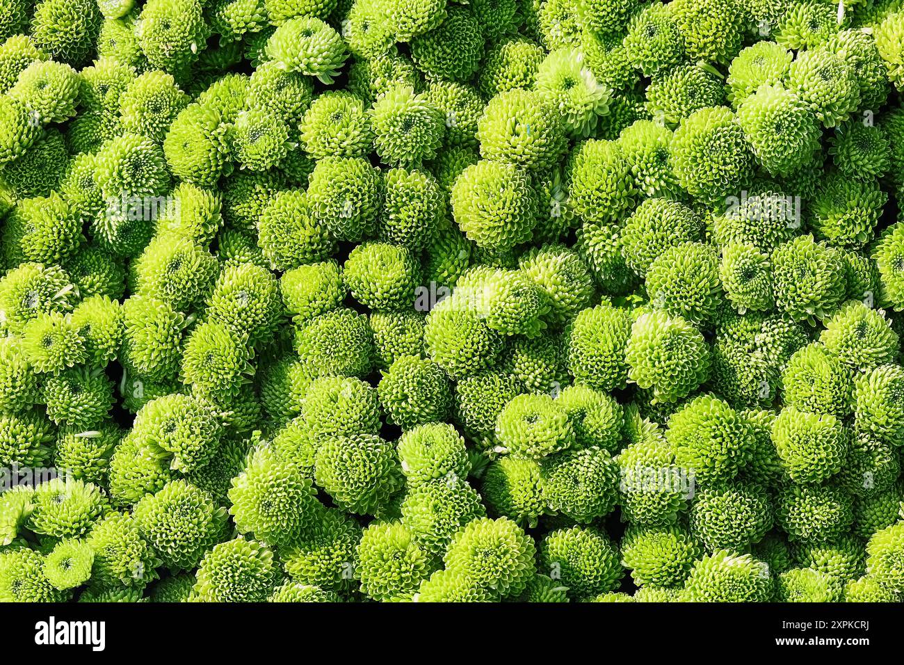 Fond vert de fleurs de chrysanthème. Fête des mères, Saint Valentin, concept de célébration d'anniversaire. Vue de dessus Banque D'Images