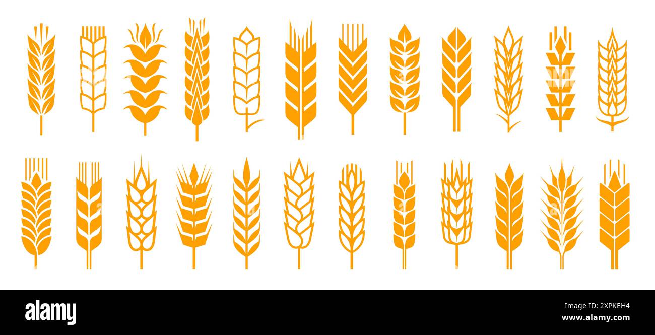 Épillets d'oreille de blé avec des icônes vectorielles de grains de céréales, des plantes de culture de champ de ferme, l'agriculture, les aliments de boulangerie et les produits de farine. Silhouettes isolées d'or Illustration de Vecteur