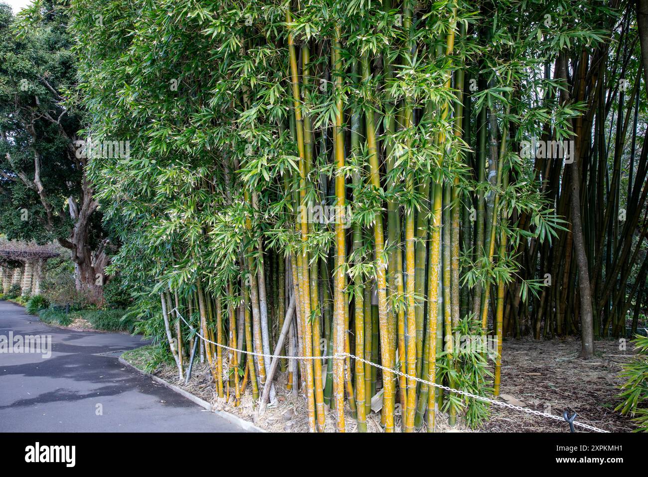 Jardin botanique royal dans le centre-ville de Sydney avec une gamme de plantes exotiques et indigènes, photographié Bambusa Oldhamii, Bamboo Oldham natif de chine taiwan Banque D'Images