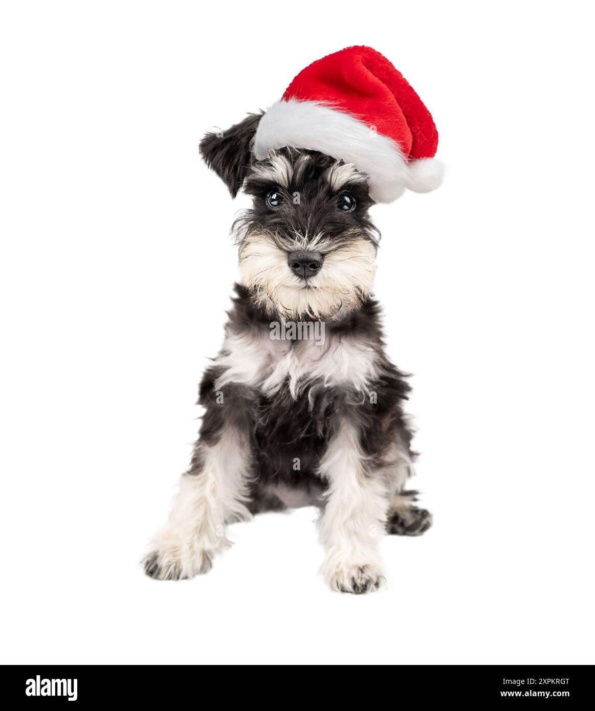 Portrait de chiot schnauzer miniature assis isolé sur fond blanc Banque D'Images