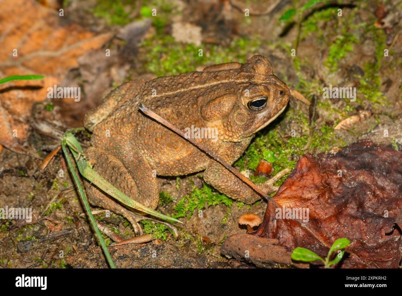 Crapaud d'Amérique de l'est (Anaxyrus americanus) sur le sol forestier, Virginie, États-Unis. Photo prise en juin. Tous les crapauds peuvent être toxiques s'ils sont manipulés. Banque D'Images Crapaud d'Amérique de l'est (Anaxyrus americanus) sur le sol forestier, Virginie, États-Unis. Photo prise en juin. Tous les crapauds peuvent être toxiques s'ils sont manipulés. Banque D'Images