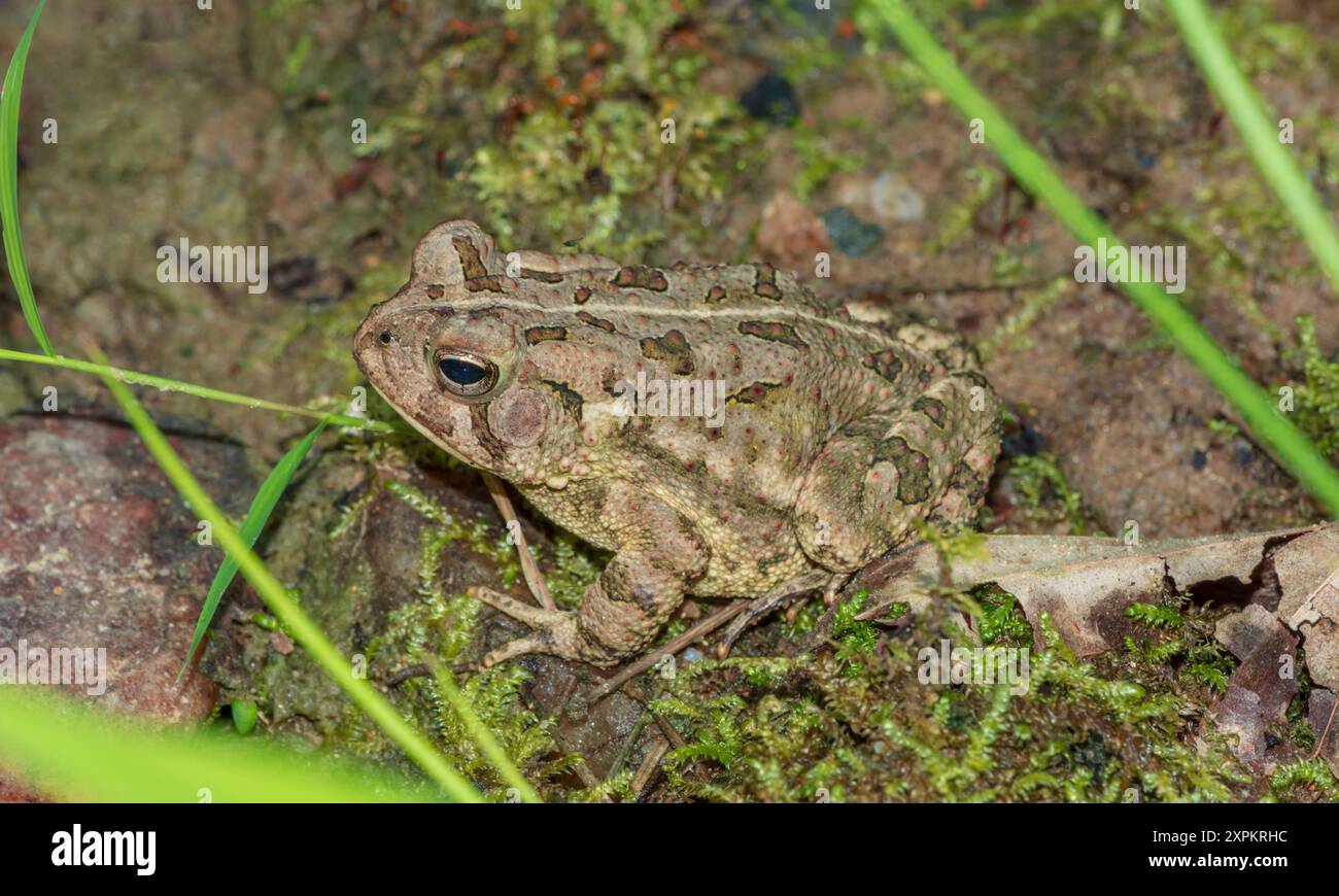 Crapaud de Fowler (Anaxyrus fowleri) sur le sol forestier, Virginie, États-Unis. Photo prise en juin. Tous les crapauds peuvent être toxiques s'ils sont manipulés. Banque D'Images