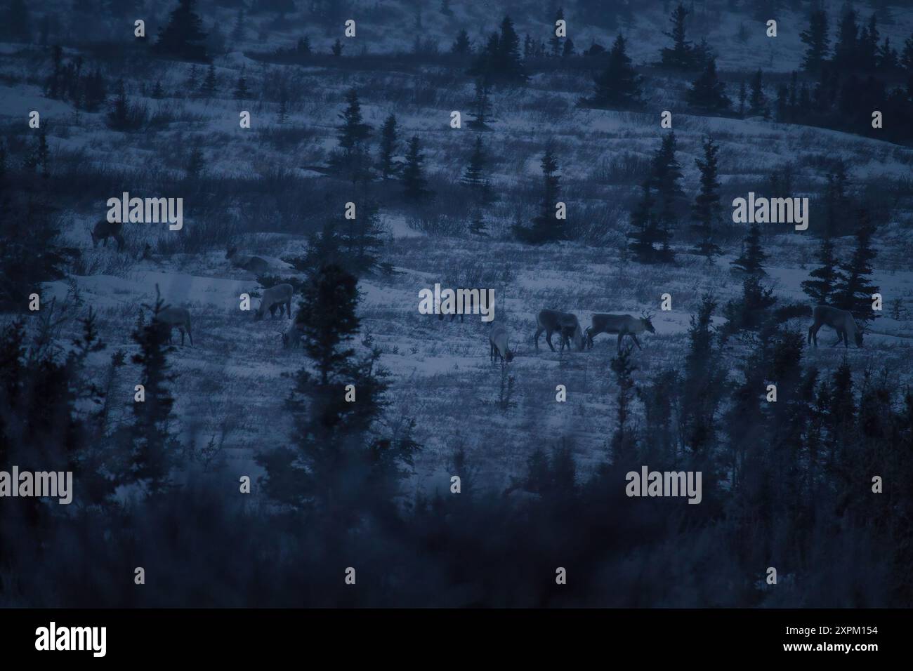 Caribou mangeant des plantes dans la neige par un après-midi sombre d'hiver près de Delta Junction, Alaska. Banque D'Images