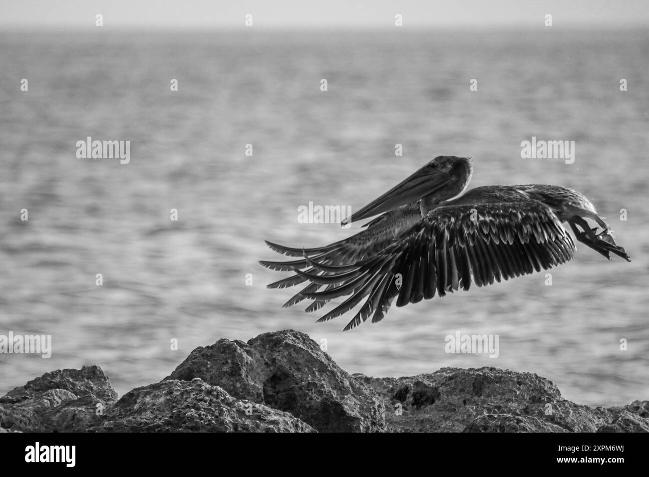 Brown Pelican dans les Florida Keys Banque D'Images