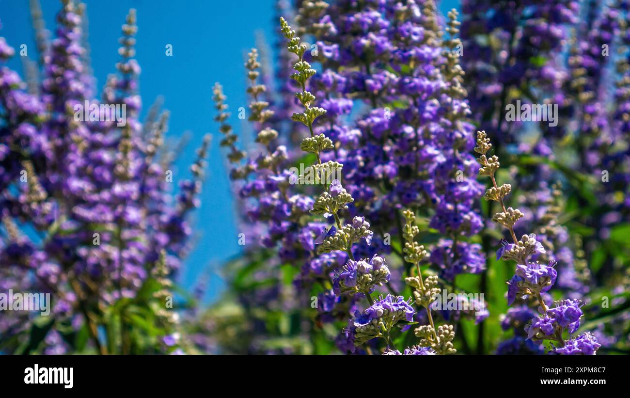 Fleurs de Vitex agnus-castus, vitex, arbre chaste, chastetree, chasteberry, baume d'Abraham, chastétree de lilas, ou poivre de moine Banque D'Images