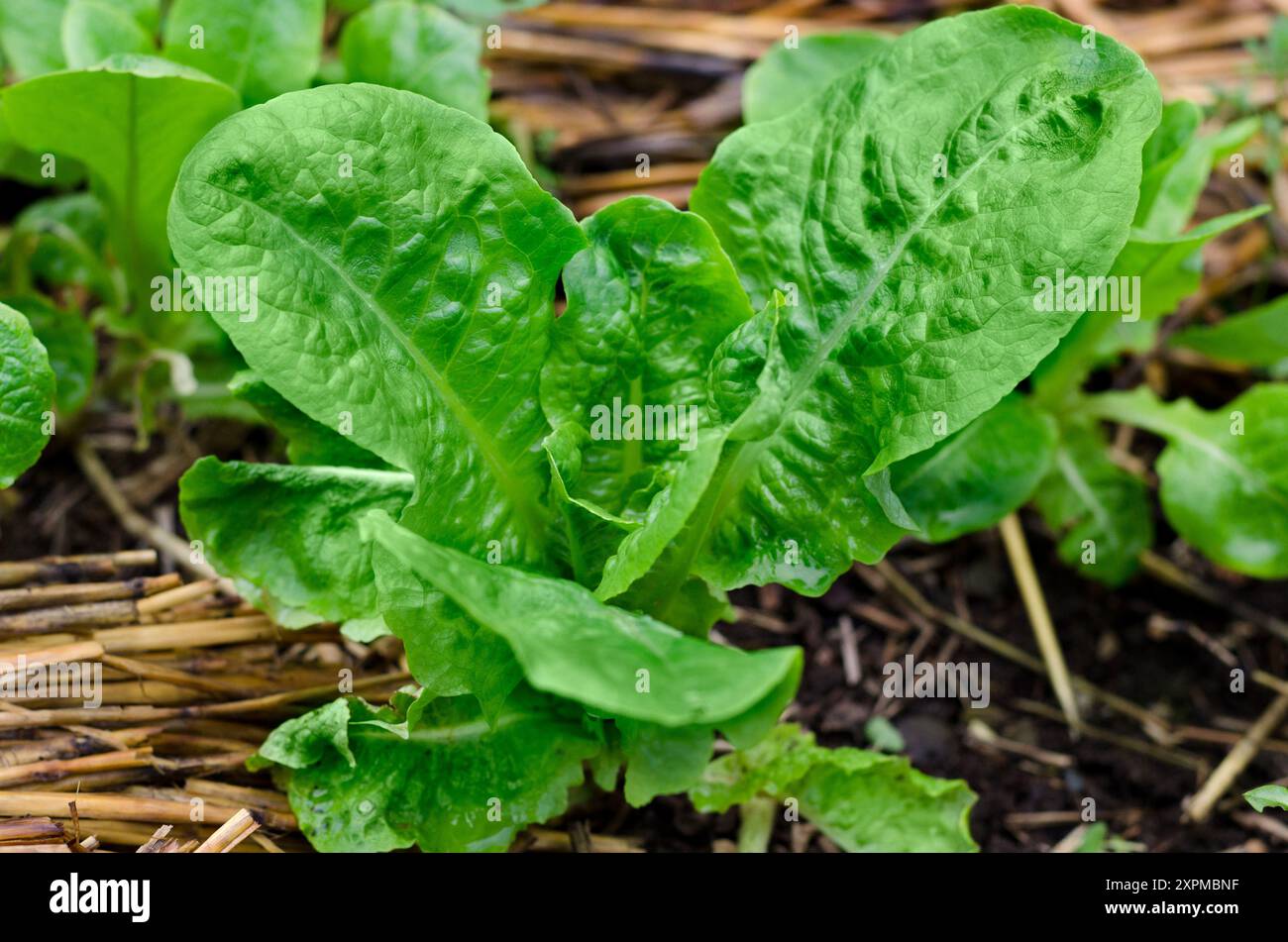 une jeune plante de laitue verte assise dans un paillis dans un jardin de serre Banque D'Images