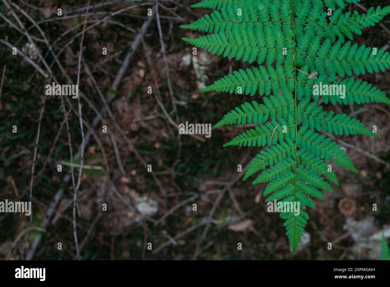 Belle feuille de fougère verte sur fond de nature floue. Nature concept d'éternité Banque D'Images