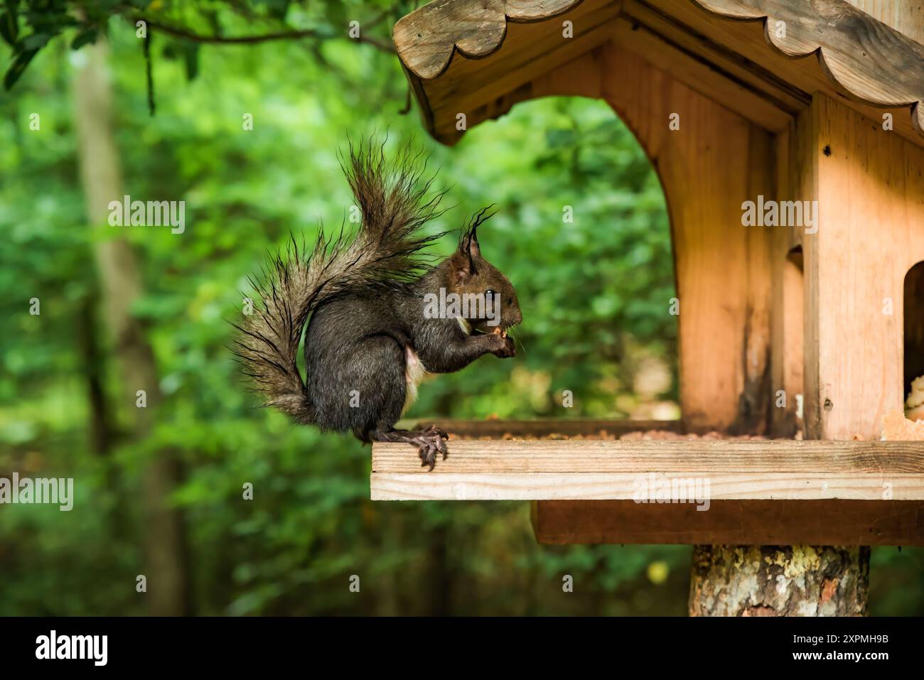 L'écureuil japonais (Sciurus lis) ou l'écureuil des arbres mangeant des graines dans la mangeoire en bois dans la forêt Banque D'Images