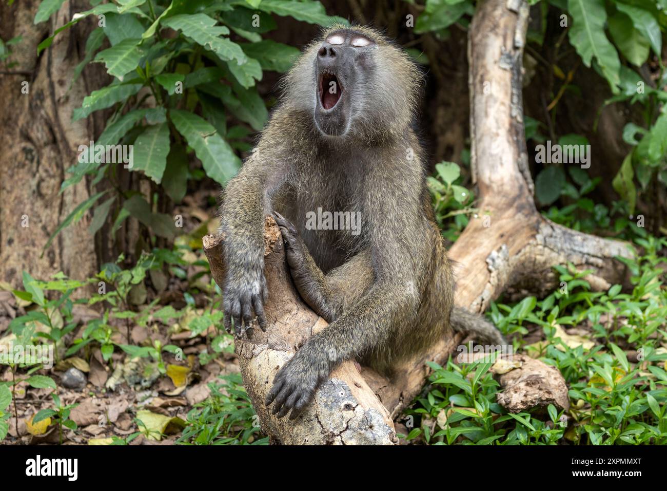 Babouin olive, mâle endormi, alias babouin Anubis, Papio anubis, parc national de Manyara, Tanzanie Banque D'Images