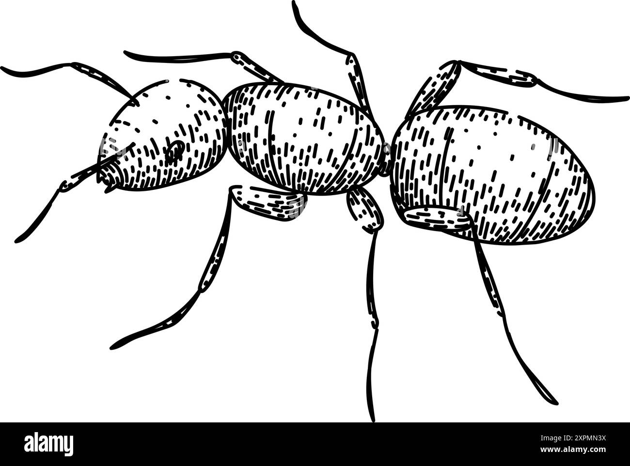 vecteur dessiné à la main par une colonie de fourmis Illustration de Vecteur