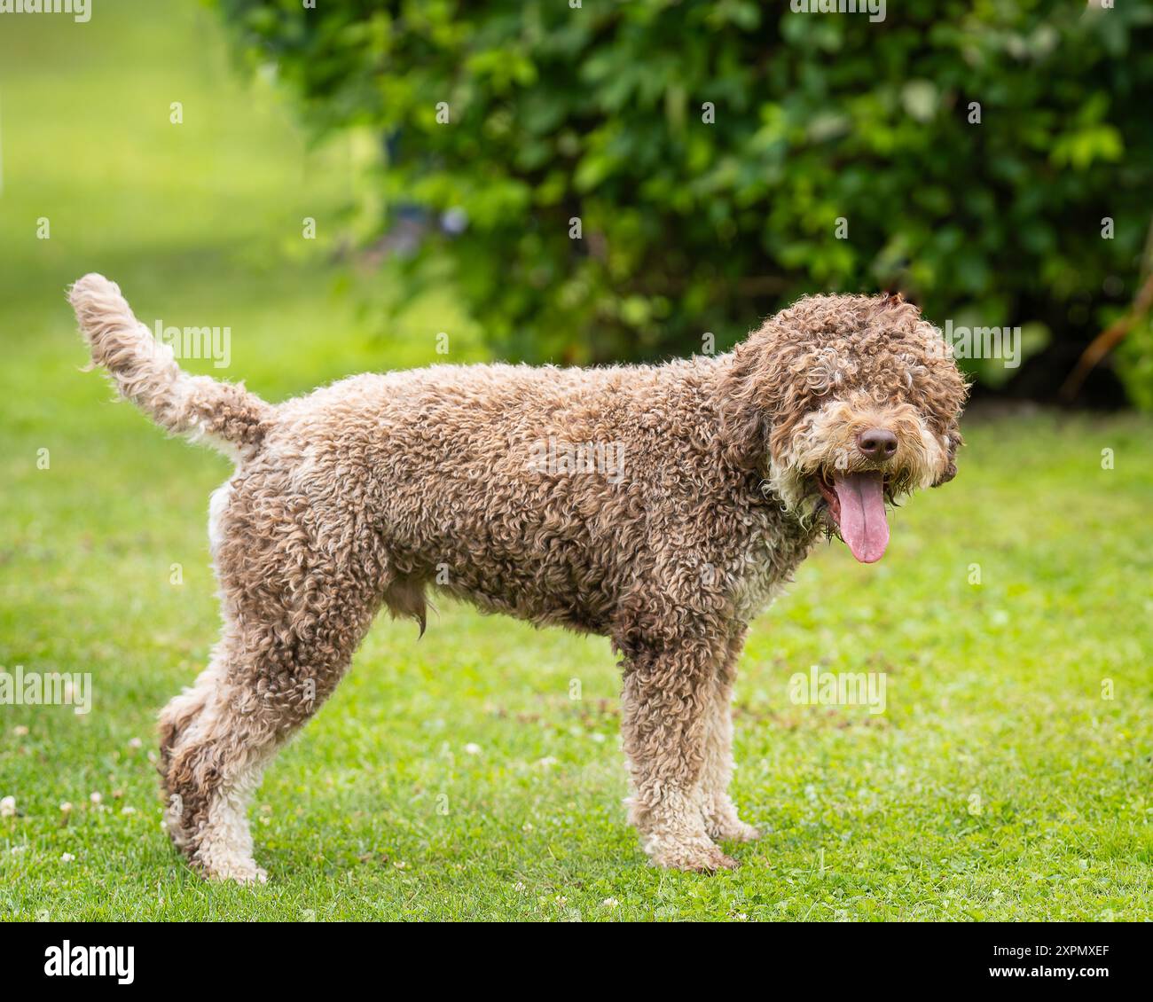 Chien truffier Lagotto Romagnolo. Portrait d'un Lagotto Romagnolo brun (chien d'eau italien) à l'extérieur. Banque D'Images