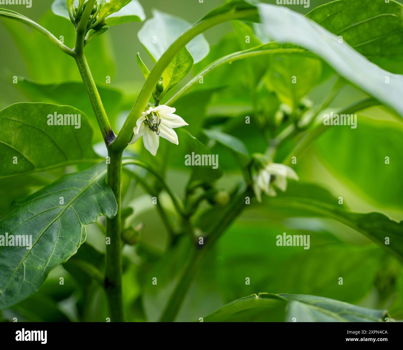 Fond de plante de piment vert. Fleur blanche de piment fort a fleuri pour la pollinisation et le développement d'une gousse piquante, foyer sélectif. Banque D'Images
