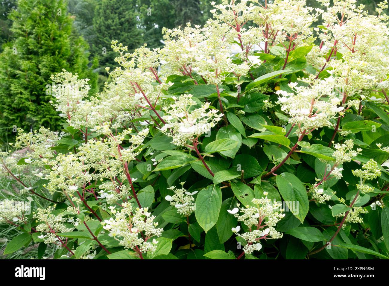 Hydrangea paniculata Wim's Red Banque D'Images