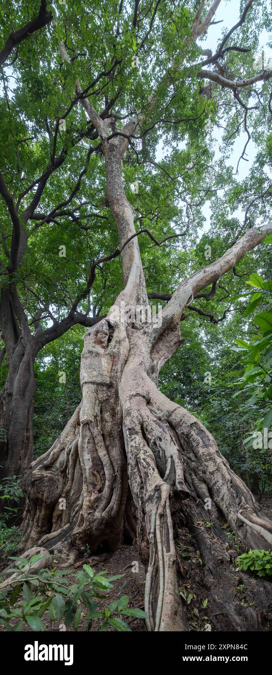 Figue étrangleuse, Manyara Treetop Walk, Manyara National Park, Tanzanie Banque D'Images