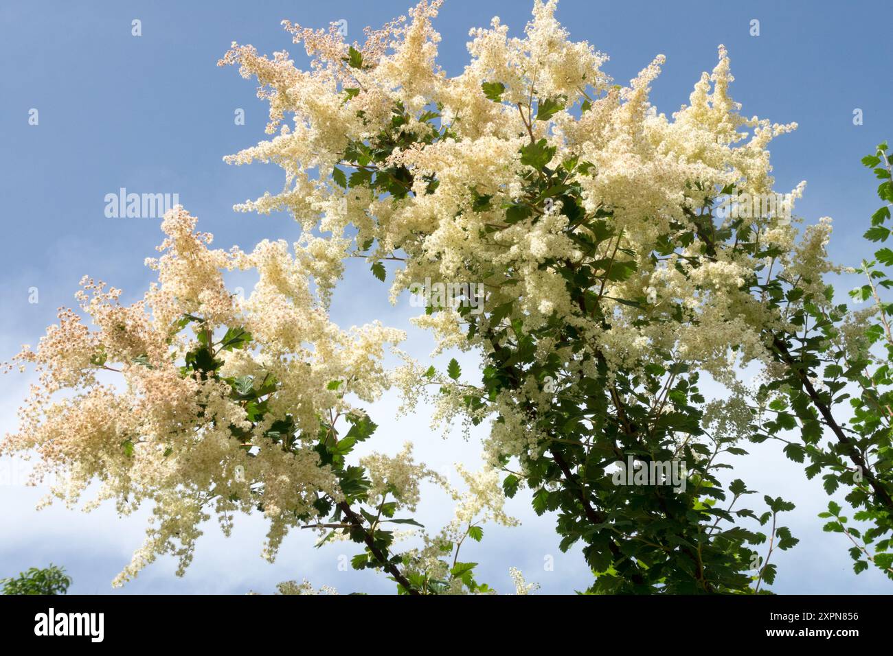 Fleurs d'arbuste blanc Mountain Spray Holodiscus dumosus Banque D'Images
