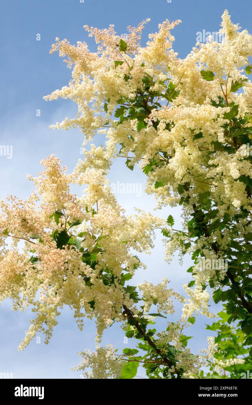 Arbuste blanc à fleurs au début de l'été juin Mountain Spray Holodiscus dumosus Banque D'Images