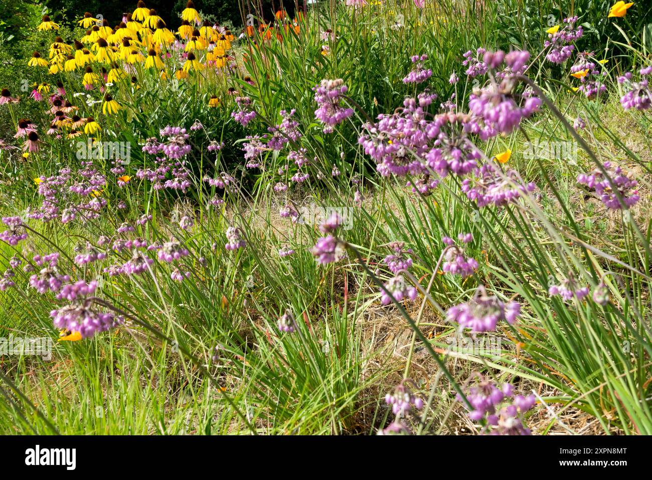 Hochant la tête Allium cernuum fleuri d'oignon Banque D'Images