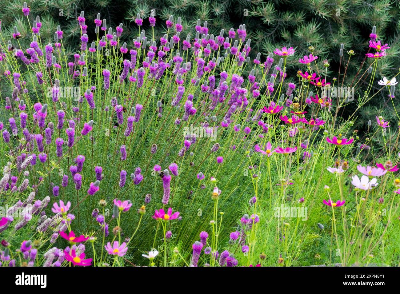 Trèfle de prairie violet Dalea purpurea scène de jardin dynamique avec fleurs sauvages violettes et roses en fleurs sur un fond vert luxuriant Banque D'Images