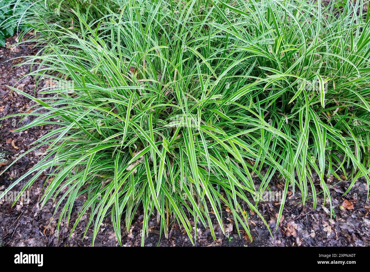 Toile d'herbe japonaise Carex morrowii 'Ice Dance' Banque D'Images