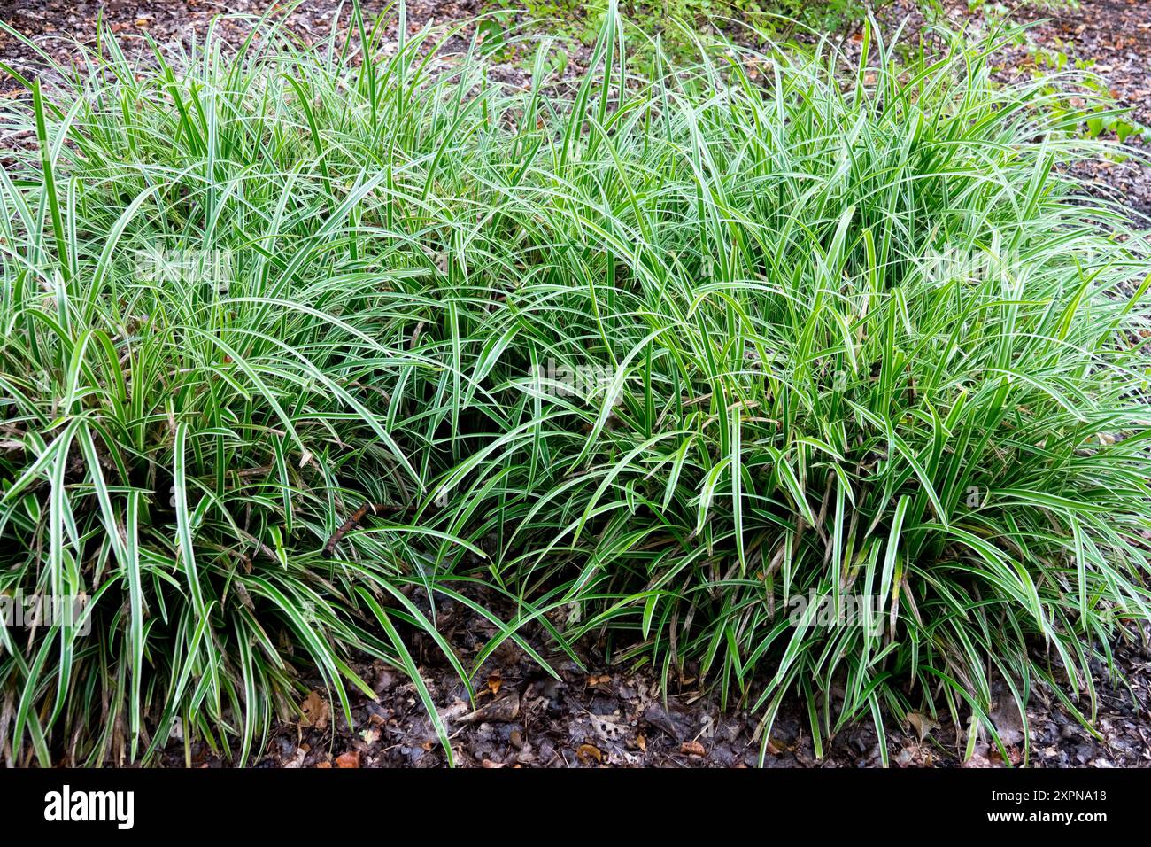Cale d'herbe japonaise Carex « Ice Dance » Banque D'Images