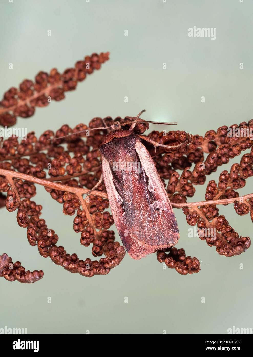 Adulte UK Flame épaule Moth, Ochropleura plecta, un visiteur de jardin fréquent, volant de nuit Banque D'Images