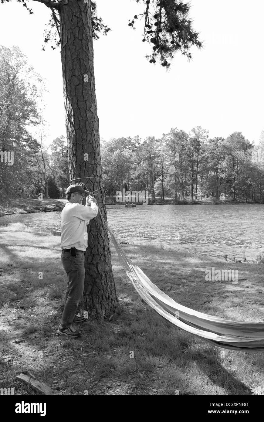 Homme caucasien âgé de 40 à 45 ans attachant un hamac à un arbre près du lac Bailey dans le parc d'État de petit Jean, près de Morrilton, Arkansas, États-Unis.. Banque D'Images