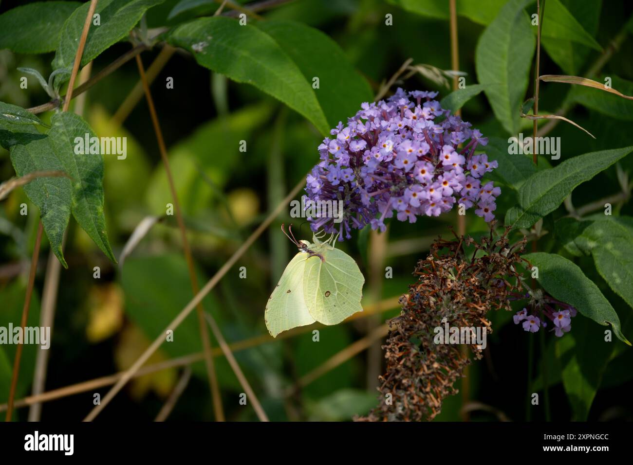 Papillon Brimstone (Gonepteryx rhamni) sur Buddleia, Warwickshire, Royaume-Uni Banque D'Images