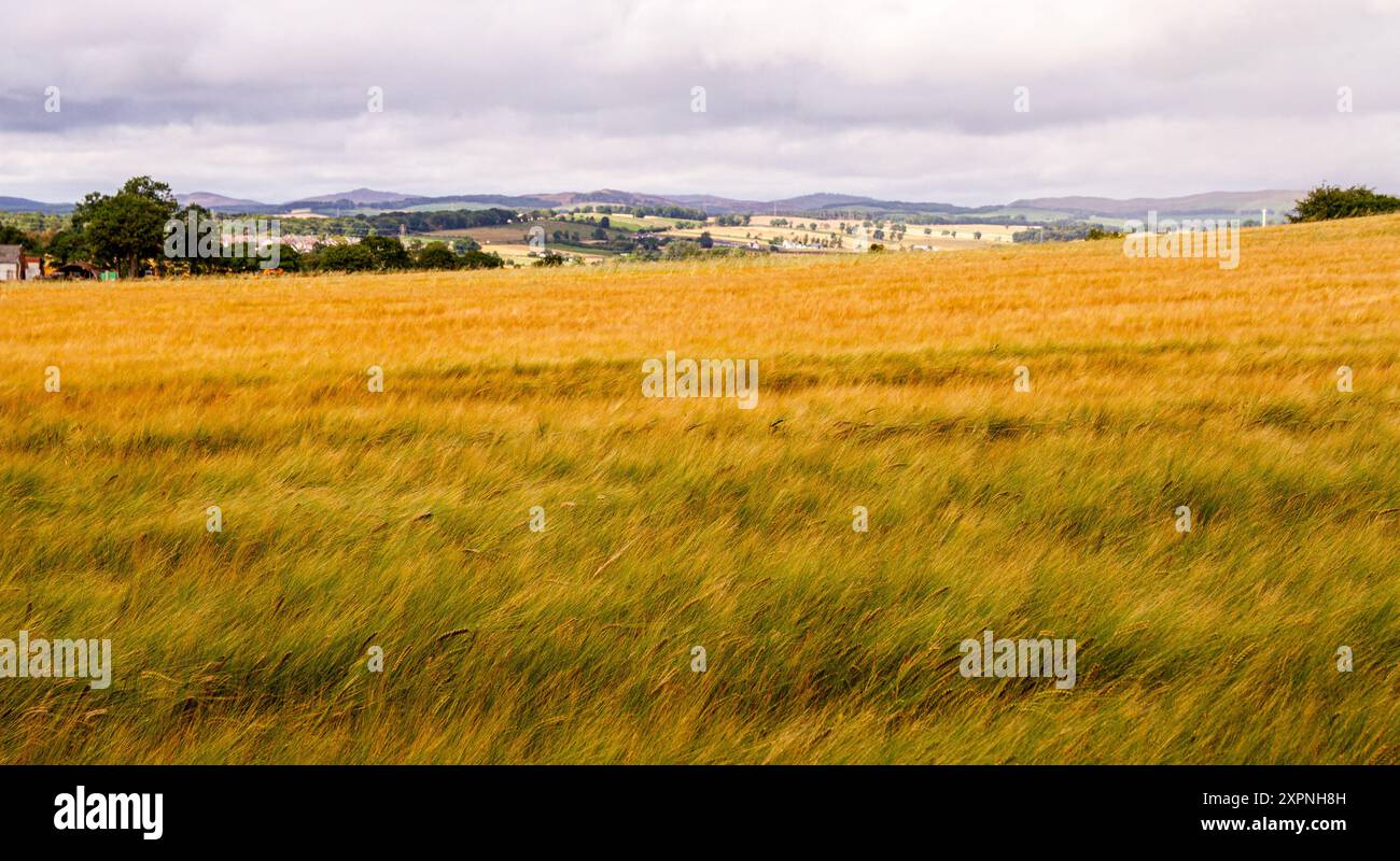 Dundee, Tayside, Écosse, Royaume-Uni. 7 août 2024. Météo Royaume-Uni : le climat bluffant du mois d'août crée des vues pittoresques sur les champs d'orge de fabrication de whisky écossais soufflant dans le vent dans la campagne de Dundee, en Écosse. Crédit : Dundee Photographics/Alamy Live News Banque D'Images