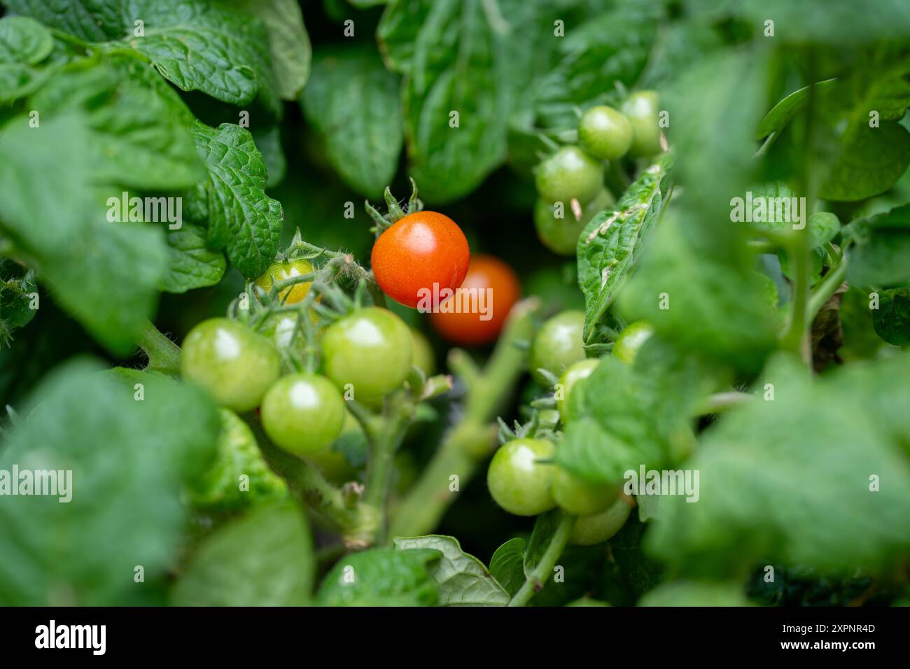 Plante verte avec des tomates poussant dans le lit. Micro plante naine de tomate, variété venus, cultivée en intérieur. Fond vert. Orientation paysage. Banque D'Images