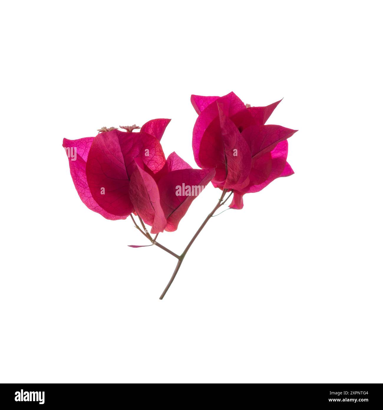 Fleur rose Bougainvillea isolée sur fond blanc. Banque D'Images