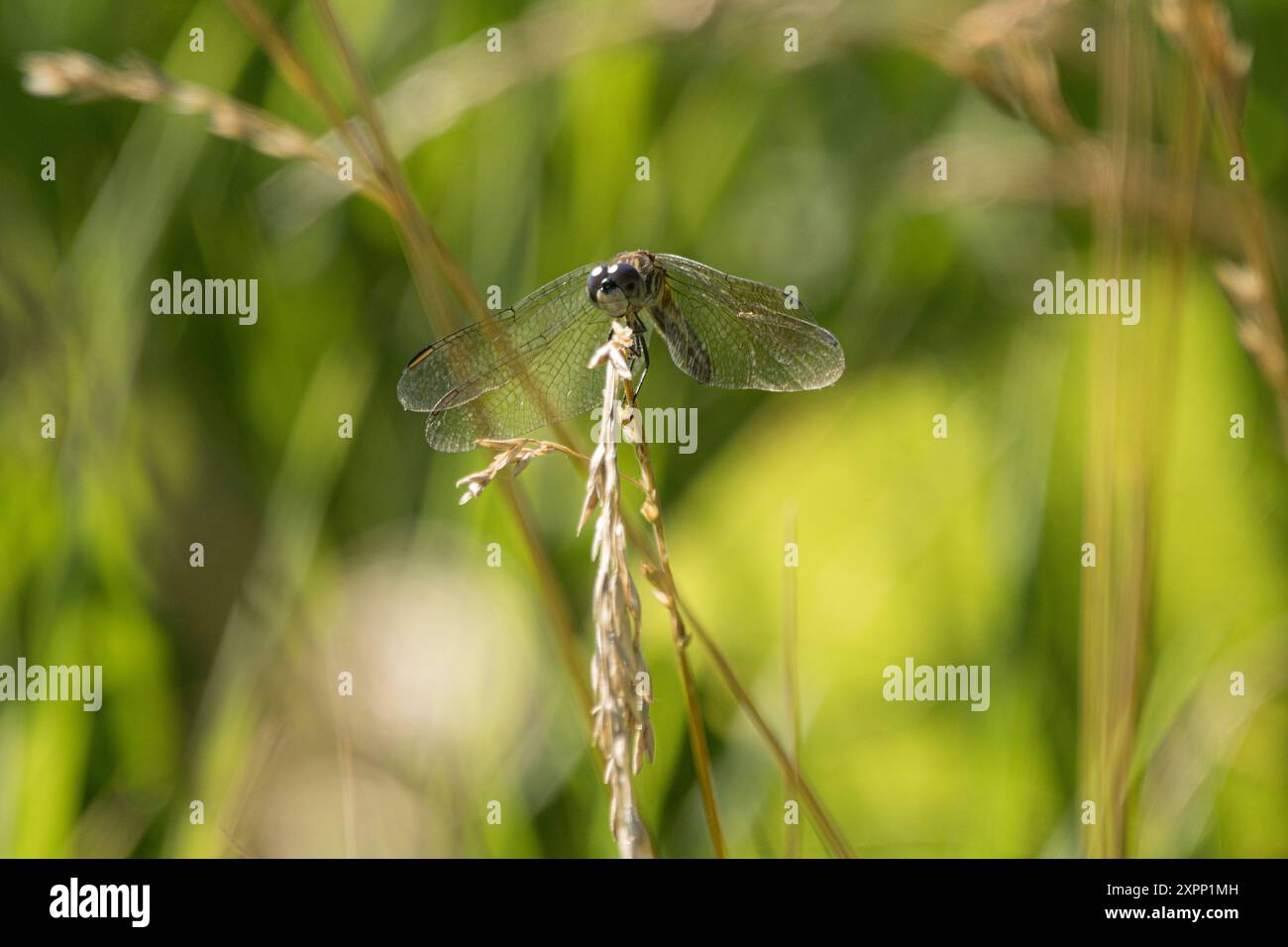 Libellule sur les herbes d'été Banque D'Images