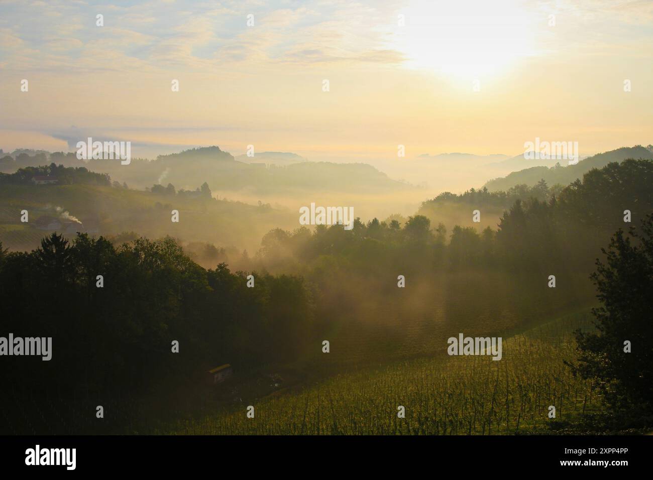 vignobles du sud de la styrie dans le brouillard tôt le matin avec le soleil Banque D'Images