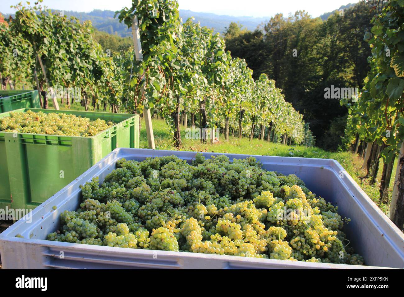 pendant les vendanges, les raisins rouges ou jaunes mûrs sont collectés dans des conteneurs de transport avant d'être transportés pour le pressurage Banque D'Images