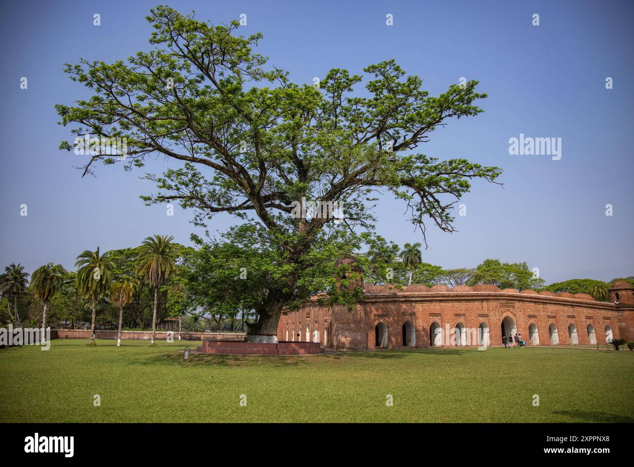 Soixante mosquée Dôme et arbre géant dans le parc, Bagerhat, Bagerhat District, Bangladesh, Asie Banque D'Images